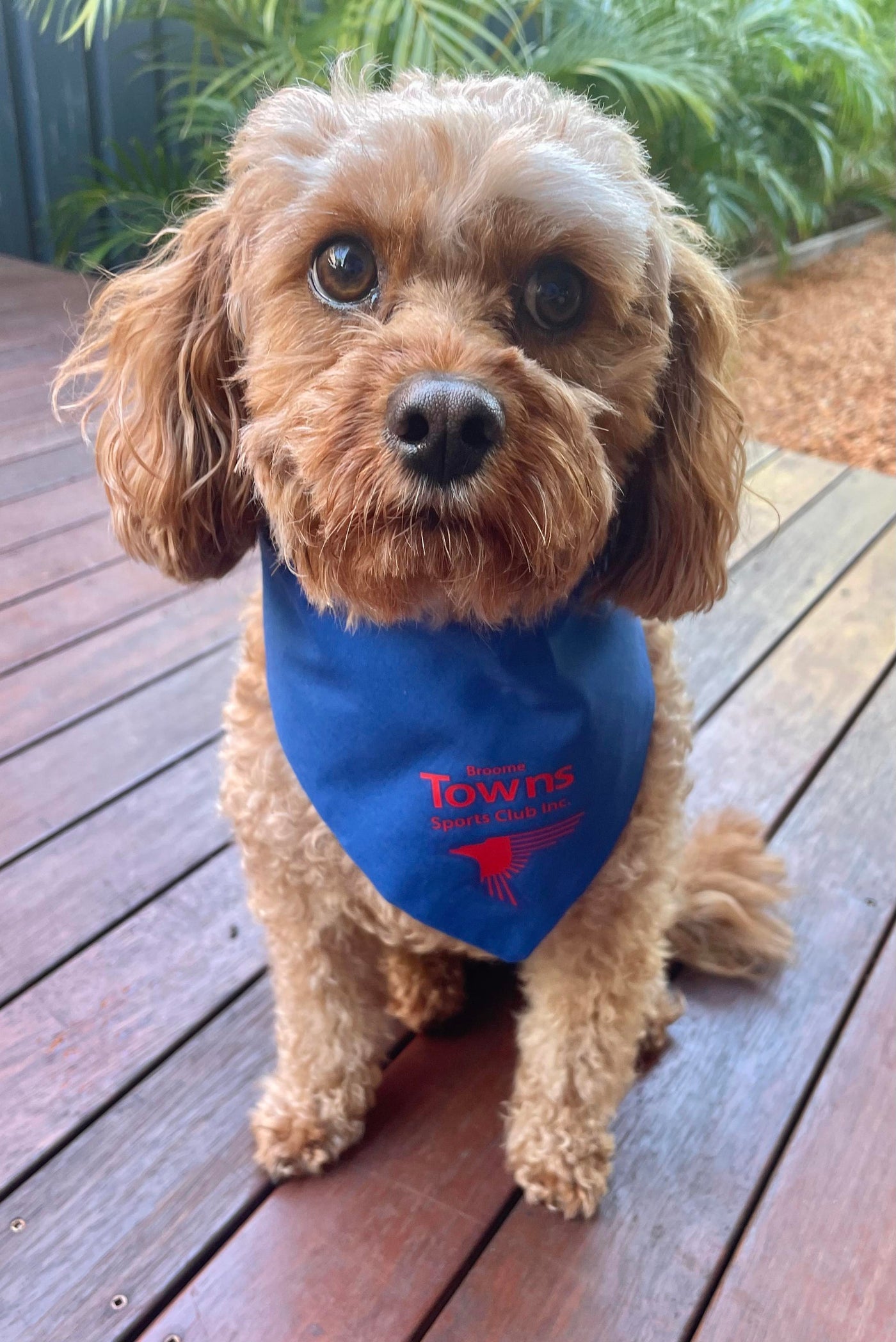Dog Bandanna (Small)